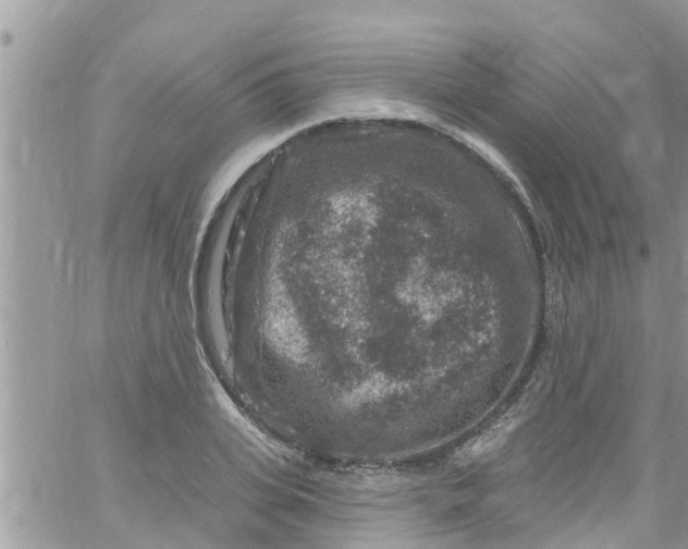 X0000061150935200512091955