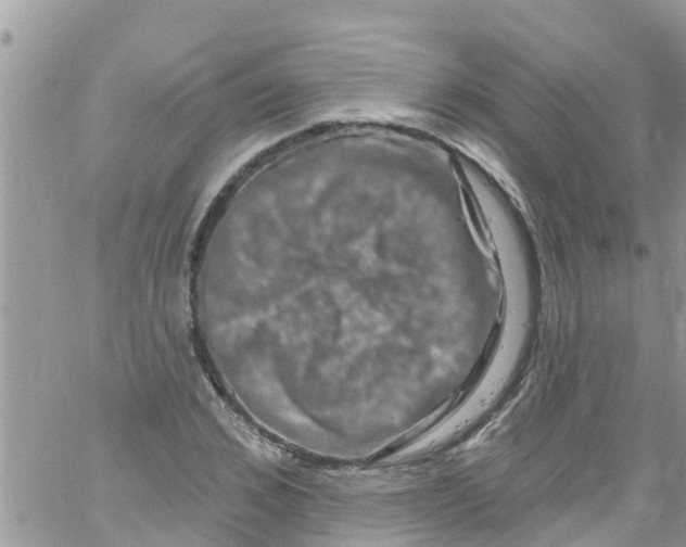 X0000061150976200512091955