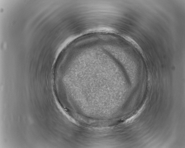 X0000061150989200512091955