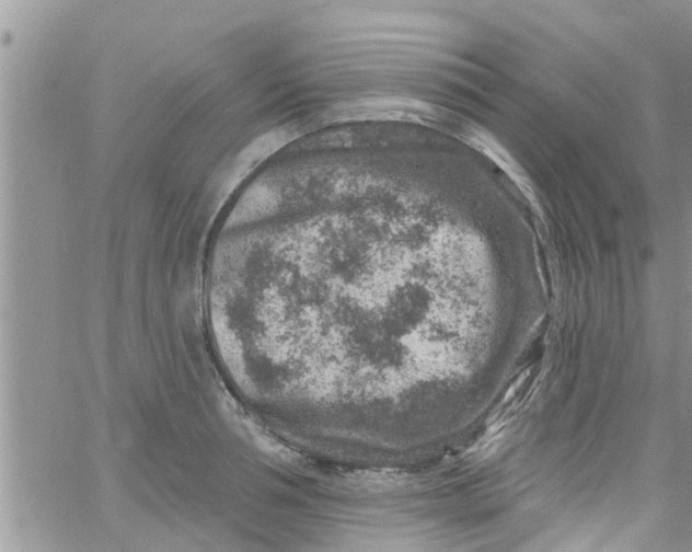 X0000061150994200512091955