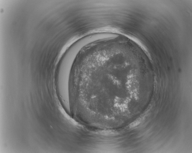 X0000061150998200512091954