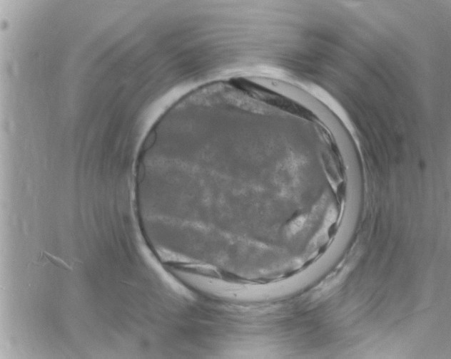 X0000061151005200512091954