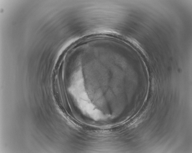 X0000061151024200512091954