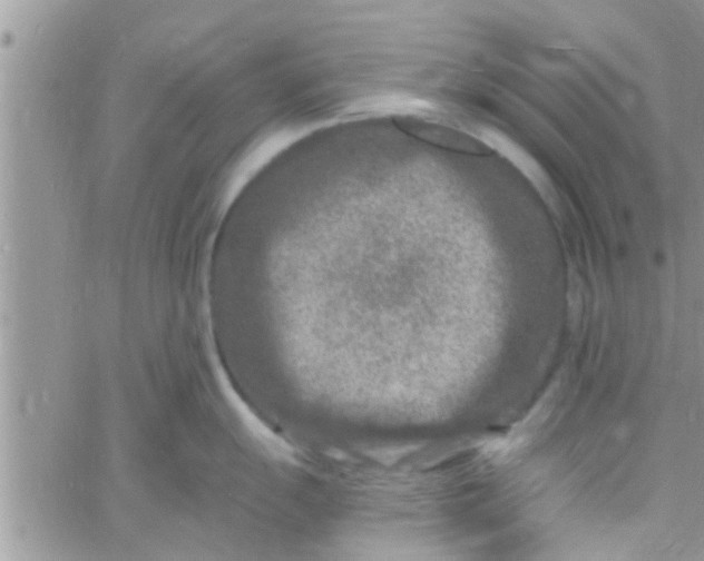 X0000061151055200512091954