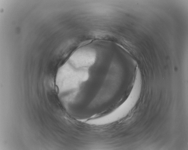 X0000061151155200512091952