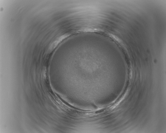 X0000061151161200512091952