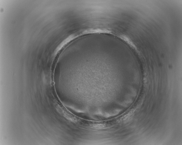 X0000061151173200512091952