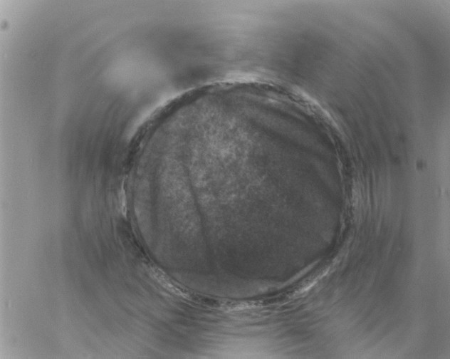 X0000061151262200512091950