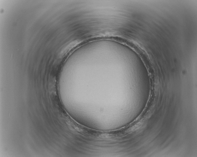 X0000061151265200512091950