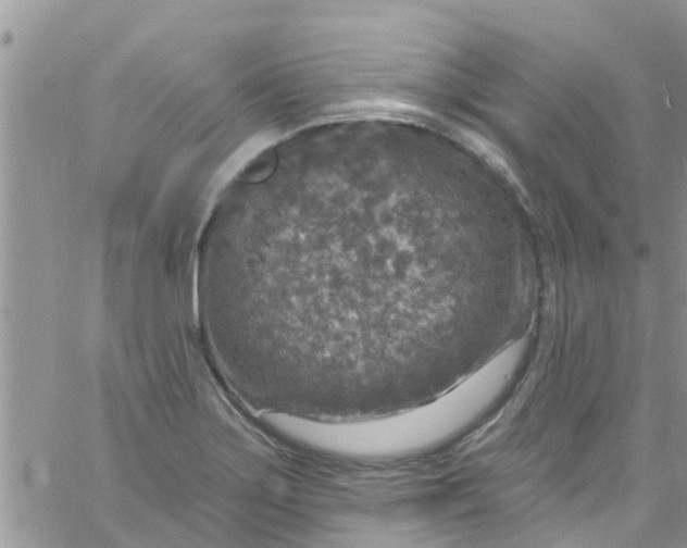 X0000061151275200512091950