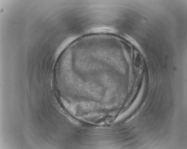 X0000061151277200512091950