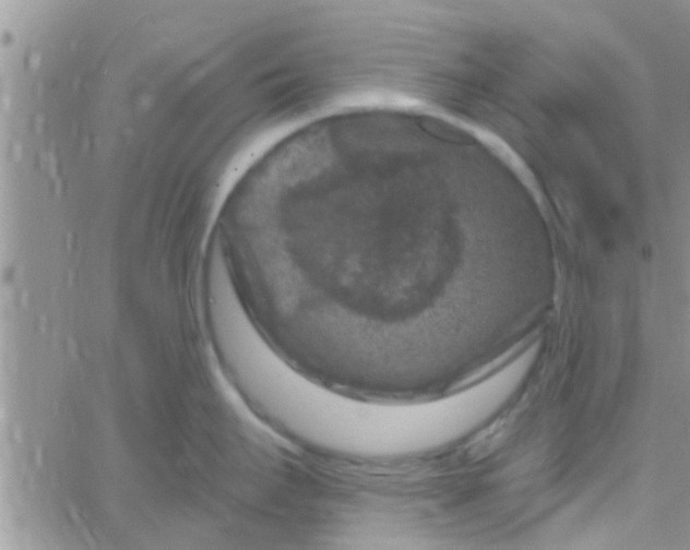 X0000061151295200512091950