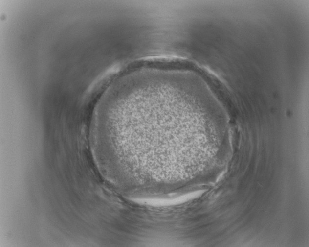 X0000061151351200512091949