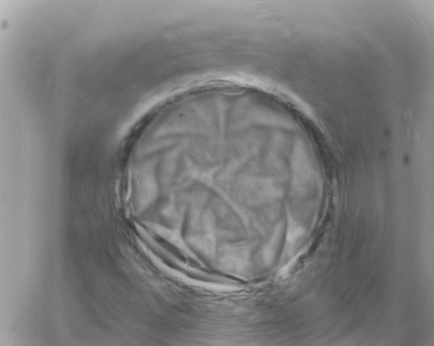 X0000061151496200512091946