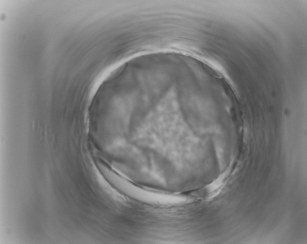 X0000061151524200512091946