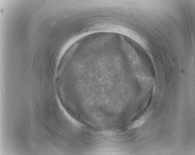 X0000061151536200512091946