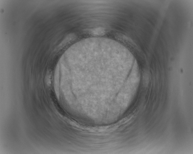 X0000061150032200512161607