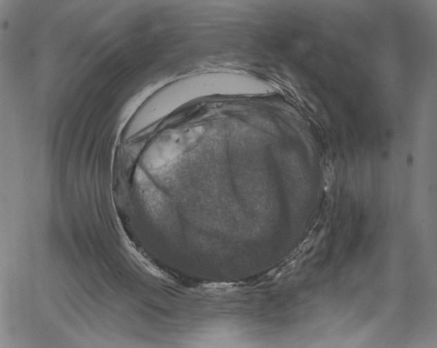 X0000061150052200512161606