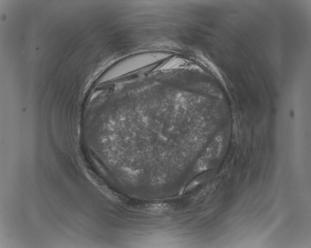 X0000061150059200512161606