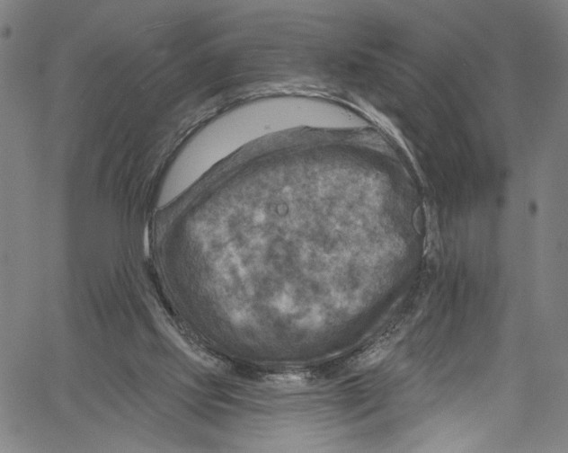 X0000061150061200512161606