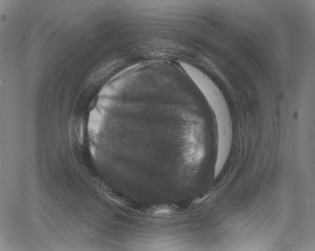 X0000061150076200512161606