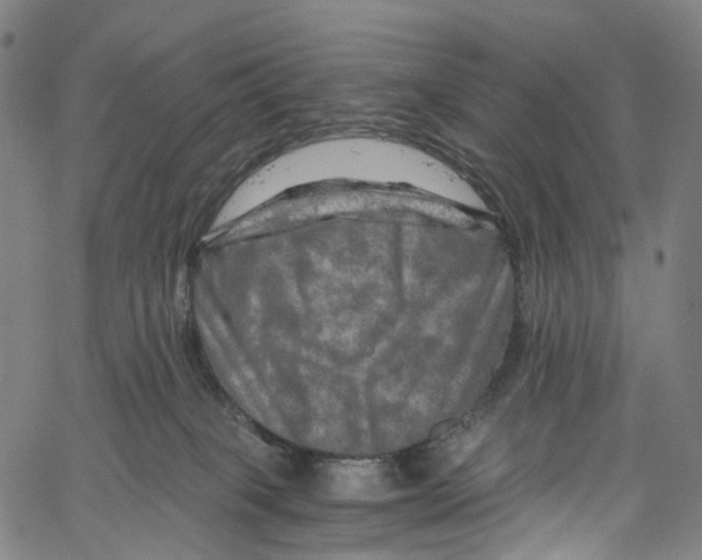 X0000061150085200512161606