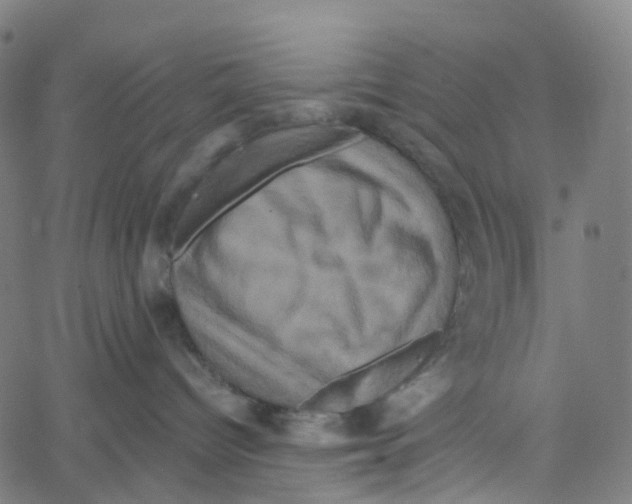 X0000061150096200512161606