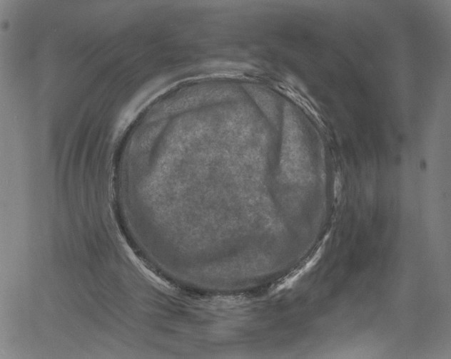 X0000061150101200512161605