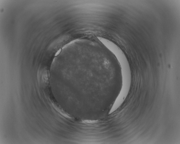 X0000061150137200512161605