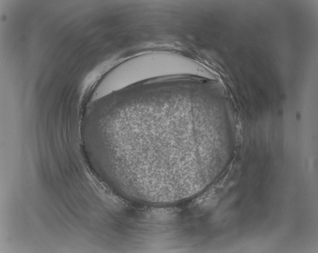 X0000061150149200512161604