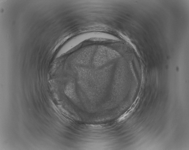 X0000061150154200512161604