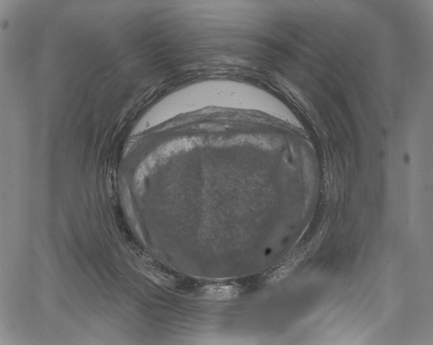 X0000061150169200512161604