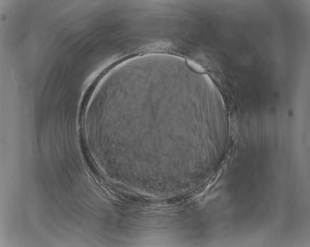 X0000061150196200512161604