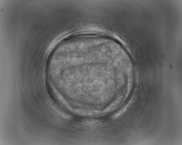 X0000061150199200512161604