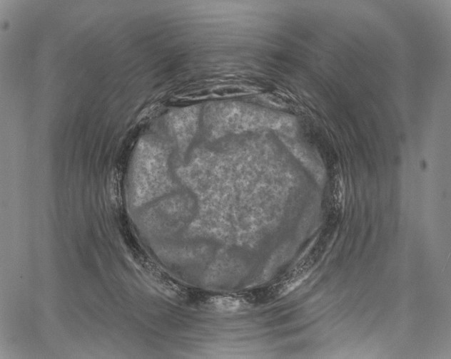 X0000061150272200512161603