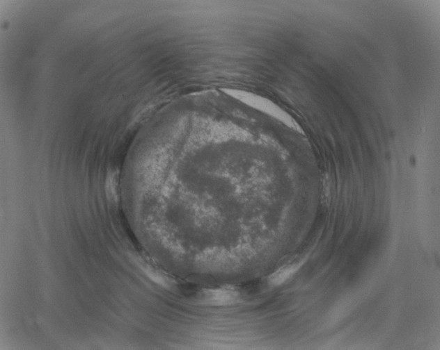 X0000061150286200512161603