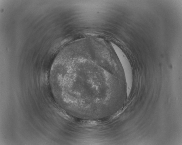 X0000061150330200512161602