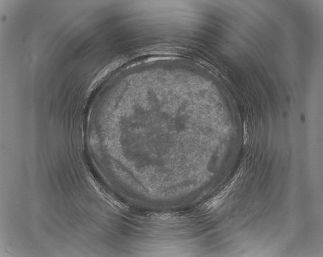 X0000061150349200512161601