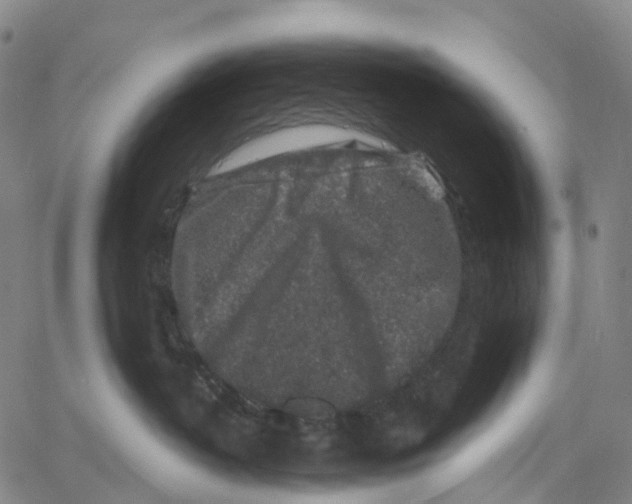 X0000061150382200512161602