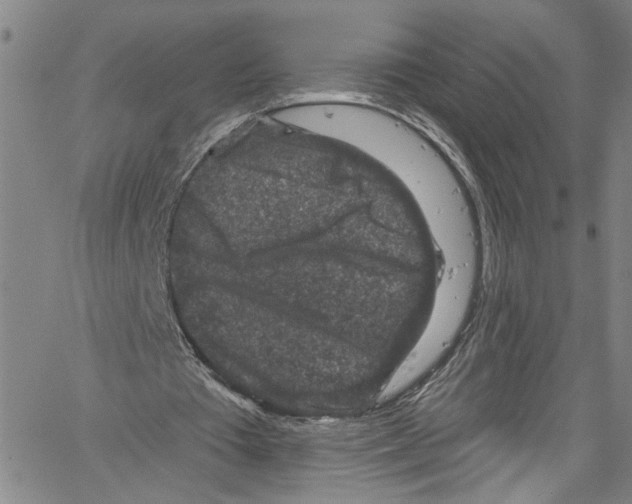 X0000061150385200512161601