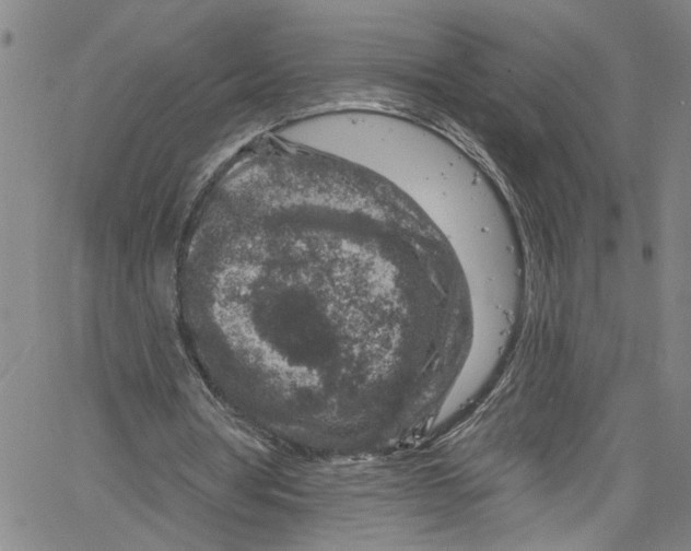 X0000061150386200512161601