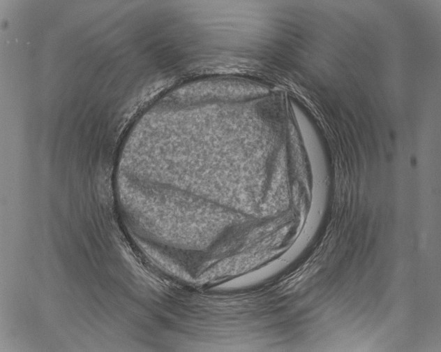 X0000061150394200512161601