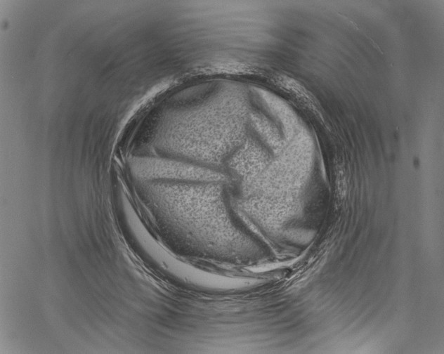 X0000061150395200512161601