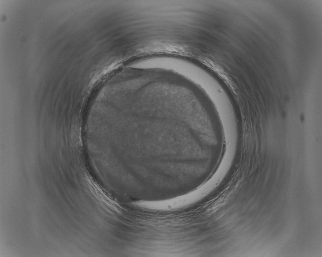 X0000061150399200512161601