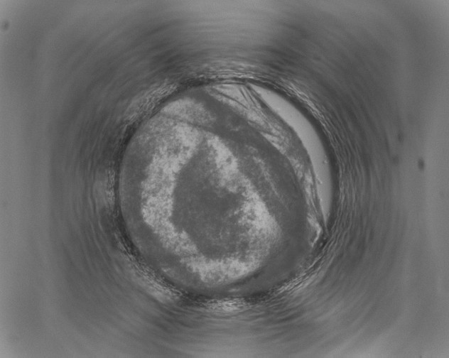 X0000061150402200512161600