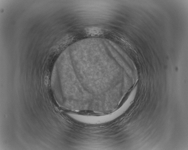 X0000061150417200512161600