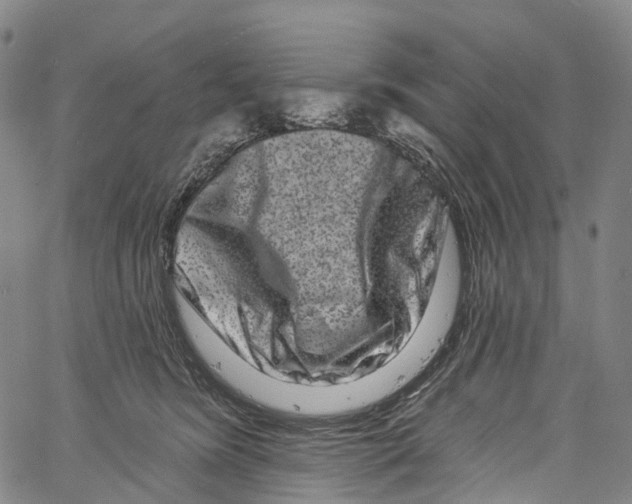 X0000061150420200512161600