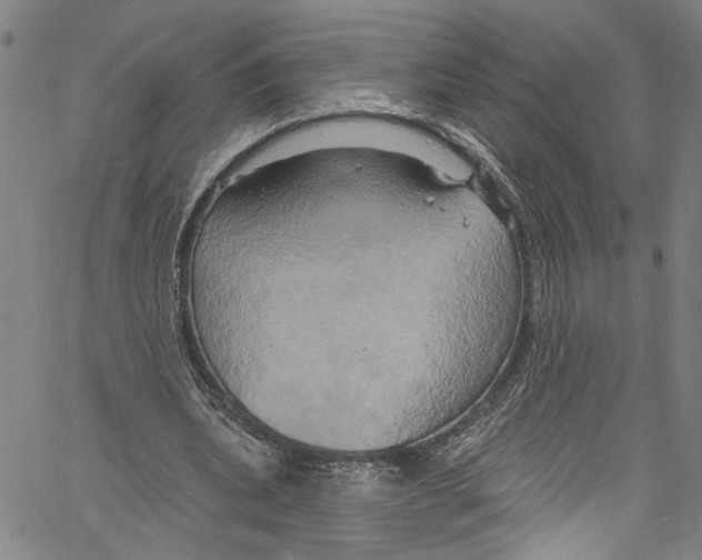 X0000061150439200512161559