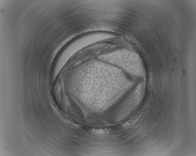 X0000061150440200512161559