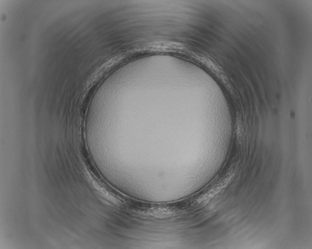 X0000061150445200512161559